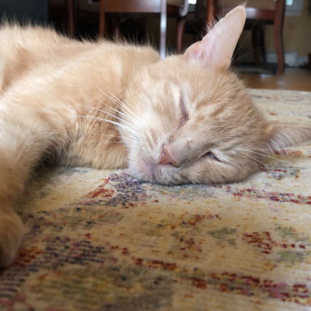 Meet your Posher, Janet